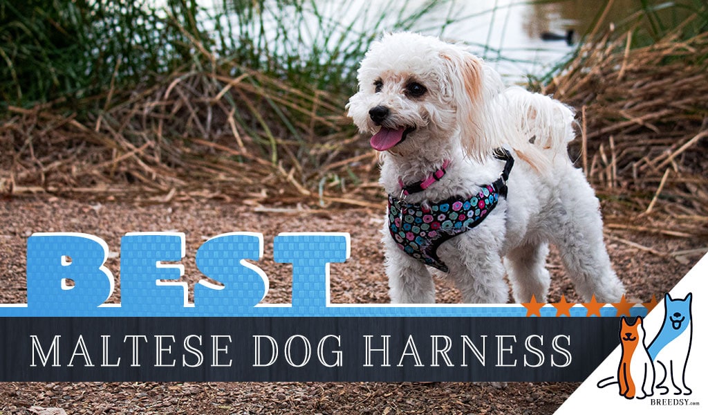 best extra small dog harness