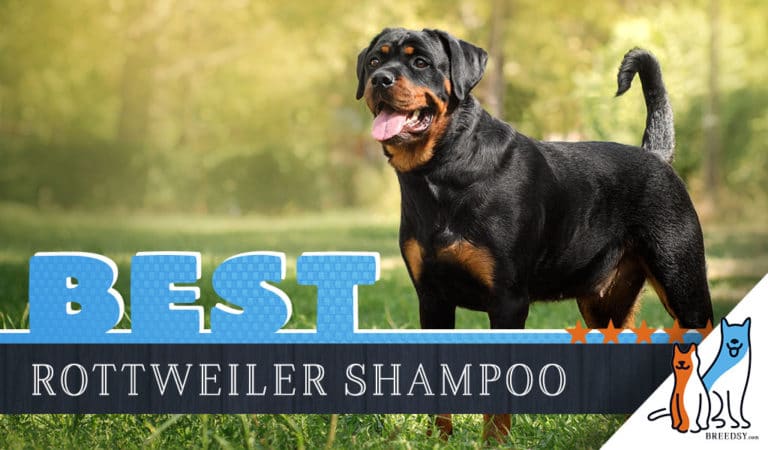 Rottweiler Shampoo: Our 6 Picks For The Best Shampoo for Rottweilers