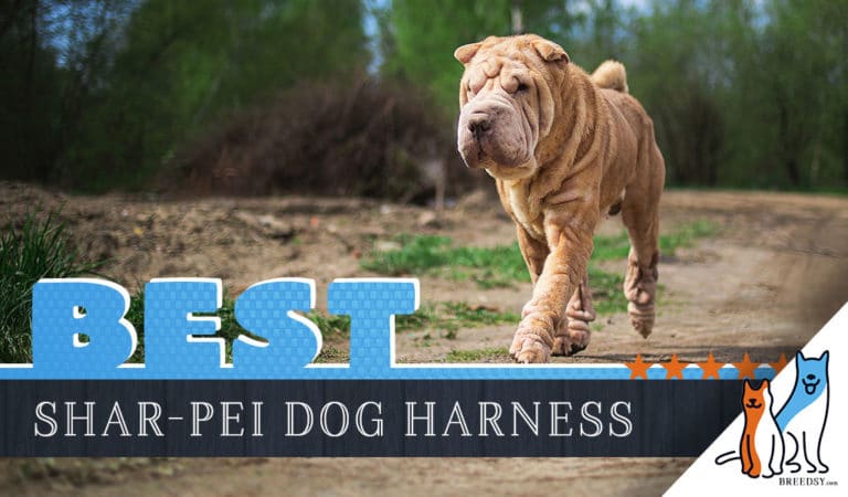 7 Best Dog Harnesses for Shar-Pei in 2023