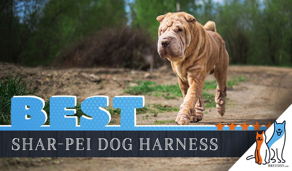 7 Best Dog Harnesses for Shar-Pei in 2020