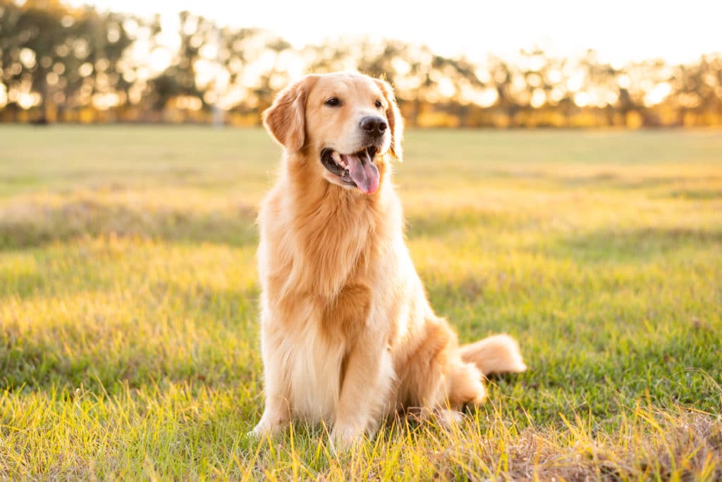 best leash for golden retriever puppy