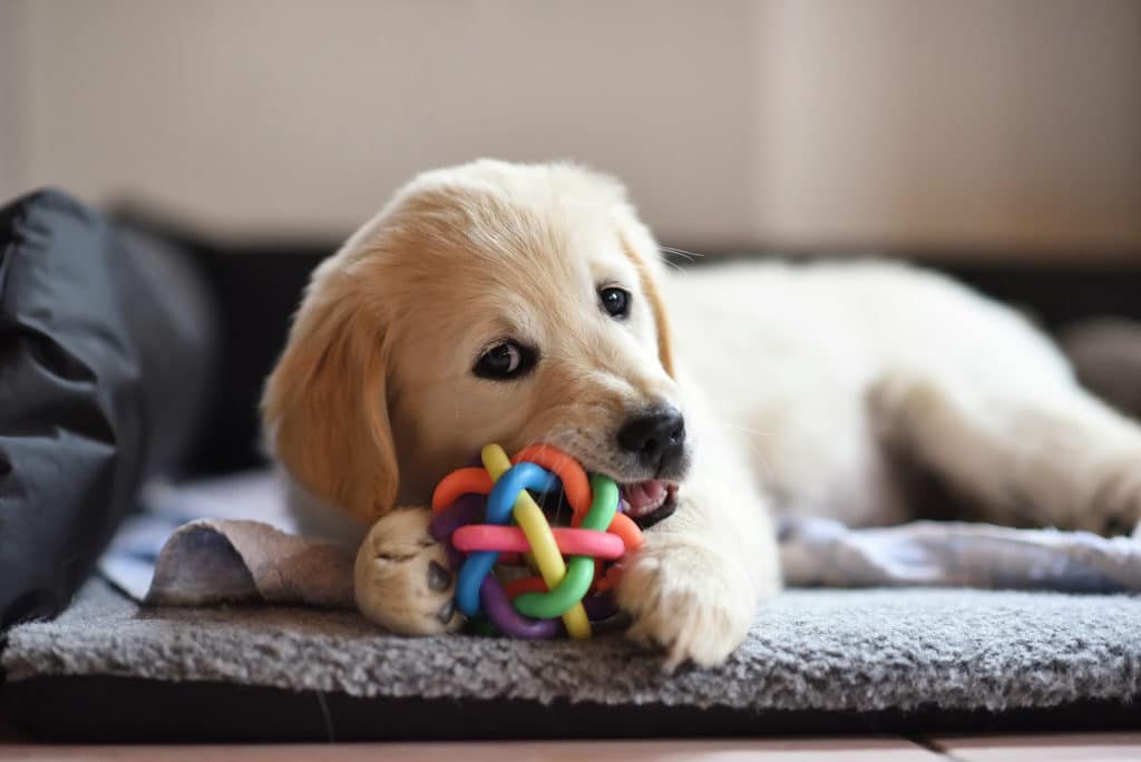 best chew treats for teething puppies