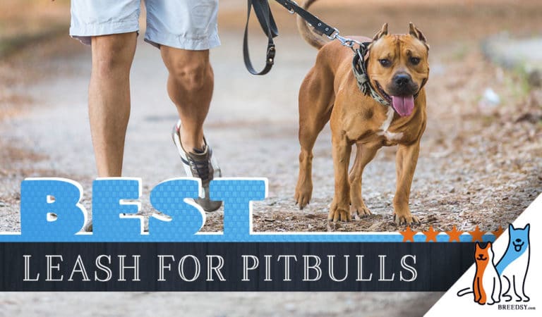 9 Best Leashes for Pitbulls + Tips for Choosing the Right One