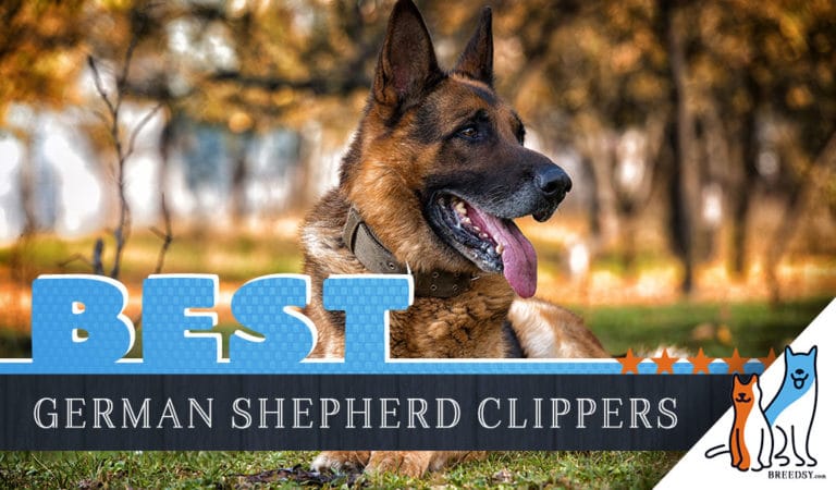 10 Best German Shepherd Dog Hair Clippers + Tips for Grooming Your German Shepherd
