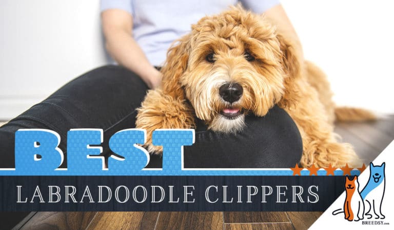 10 Best Labradoodle Dog Hair Clippers with Answers to FAQs