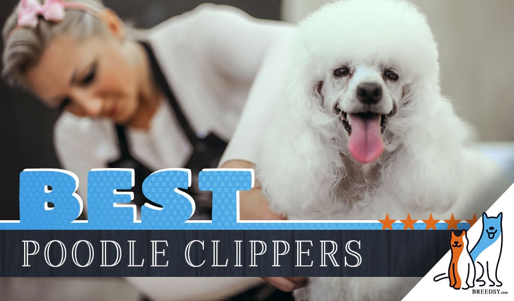 best dog clippers for poodles