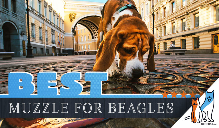 7 Best Beagle Muzzles + Snug Fit Tricks and Muzzle Use Tips 