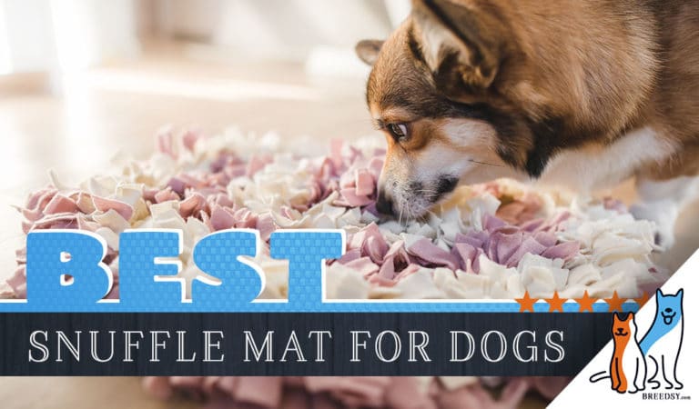 8 Best Snuffle Mats For 2022: Fun Foraging Activity for Fast Eating Dogs