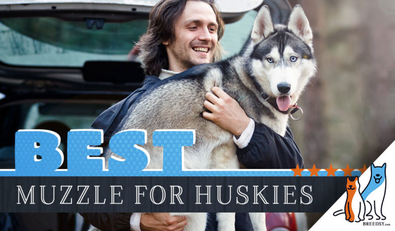 7 Best Siberian Husky Muzzles + Snug Fit Tricks and Muzzle Use Tips