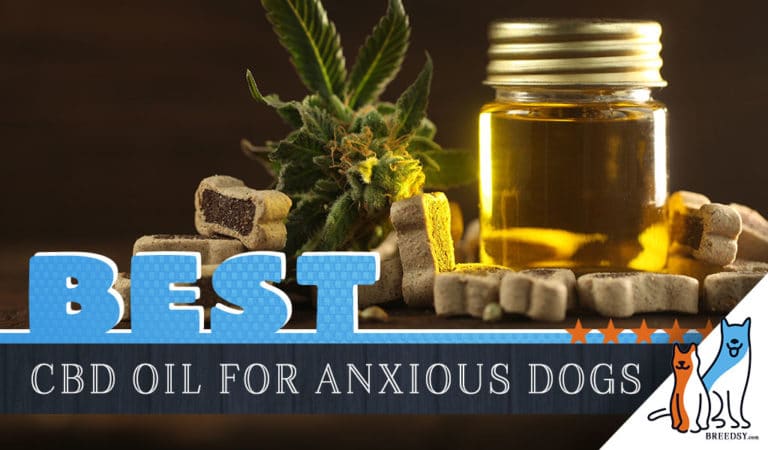 The Best CBD Oil for Dogs with Anxiety
