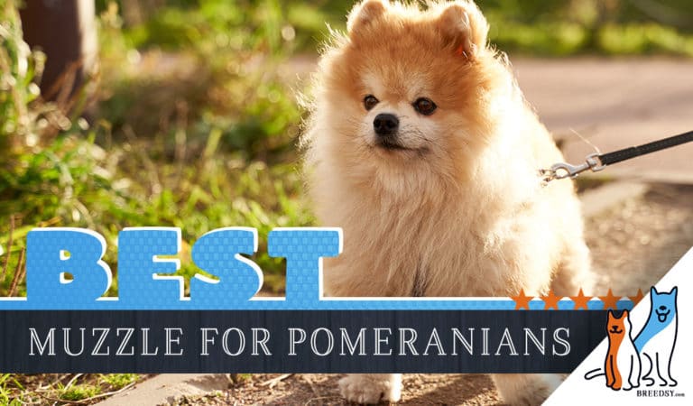 7 Best Pomeranian Muzzles + Snug Fit Tricks and Muzzle Use Tips