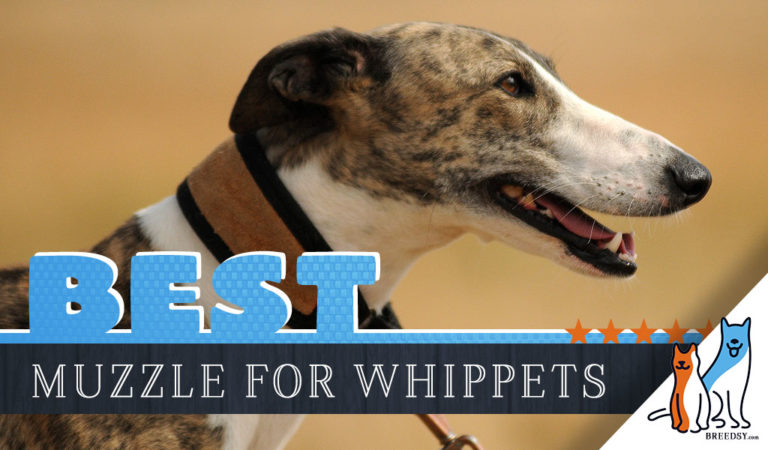 7 Best Whippet Muzzles + Snug Fit Tricks and Muzzle Use Tips