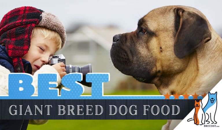 15 Best Dog Foods for Giant Breed Dogs