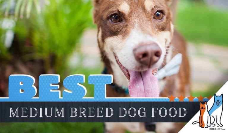 15 Best Dog Food for Medium Breed Dogs 2022
