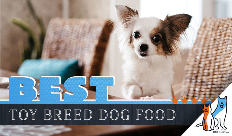 15 Best Dog Food for Toy Breed Dogs